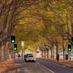 Cities Struggling to Boost Urban Tree Cover