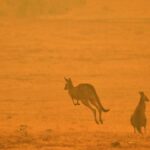 Estimated 3 Billion Animals Affected by Australia Bushfires: Study