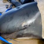 Pilot Whales Tasmania: Almost 400 Die in Australia’s Worst Stranding