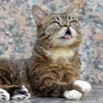 Instagram Celebrity Cat Lil Bub Dies Aged 8 – 8 Mind-Blowing Facts