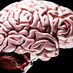 Scientists create human ‘mini-brain’