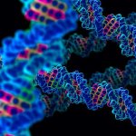 There’s a Huge Problem With the Core of the Human Genome Project