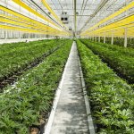 Green Growth makes hostile bid for Aphria official
