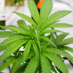 Marijuana Company of America Acquires Interest in Licensed California Manufacturing & Distribution Company