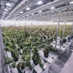Canopy Growth Announces Acquisition of KeyLeaf Life Sciences to Support Long-Term Major Scale Extraction Needs