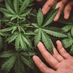 Cannabis Sativa Acquires Stake in GK Media & Marketing
