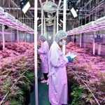 Rafarma Closes Exclusive Joint Venture Contract with Thailand Cannabis Partner