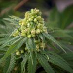 Industrial Hemp in Food Market To Witness the Highest Growth Globally in Coming Years 2020-2026