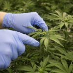 PURA Plans Merger of Cannabis Cultivation Spinoff With NCM Biotech
