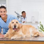 Zomedica to Acquire Assets of Innovative Veterinary Imaging Company Revo Squared