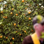 Orange-Juice drinkers vanish in sign U.S. rout not over