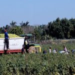 Lack of skilled immigrant labor could cause higher food prices